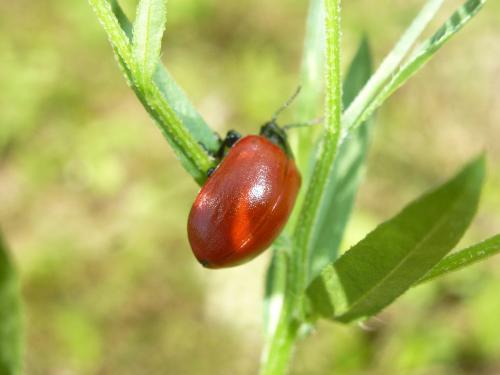 Réf. 180 975 : Chrysomela populi